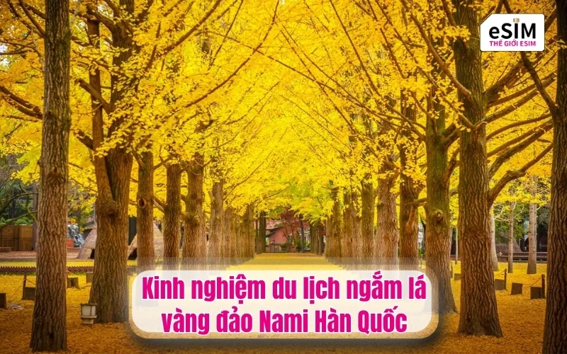 Kinh nghiệm du lịch ngắm lá vàng đảo Nami Hàn Quốc