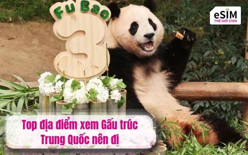 Top địa điểm xem Gấu trúc Trung Quốc nên đi