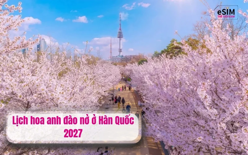 Lịch hoa anh đào nở ở Hàn Quốc 2027