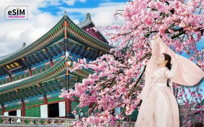 Lưu ngay lịch hoa anh đào nở ở Hàn Quốc 2027 chi tiết để săn ảnh đẹp nhất!
